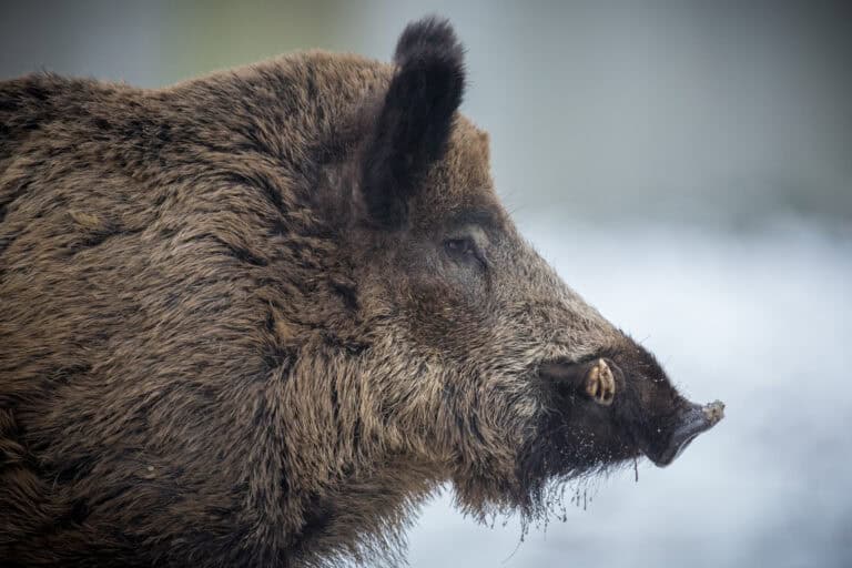 a close up of a wild boar