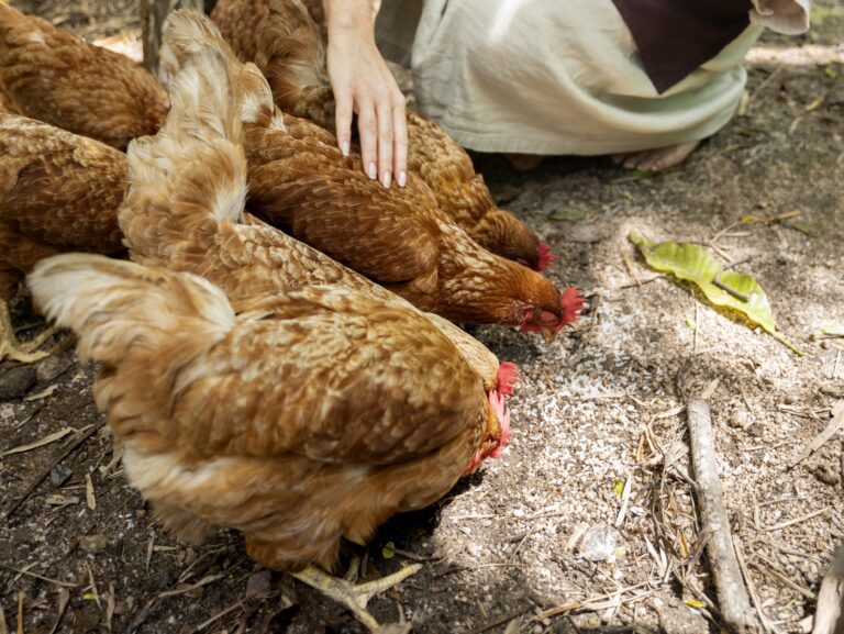 chickens